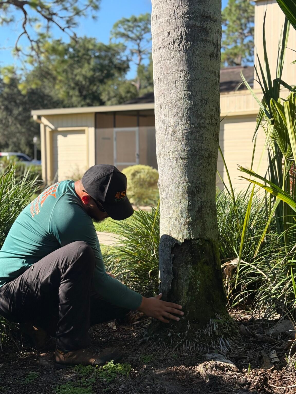 Palm health assessment Haines City, Florida