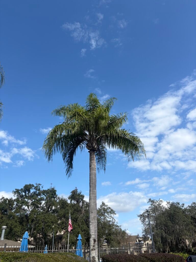Palm health Davenport Florida