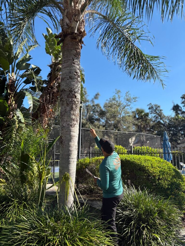 palm health assessment Haines City, Florida